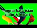 Murai Batu Isian Cililin Dan Kenari Untuk Masteran Murai Batu Mp3 - Mp4 Download