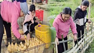 Mận and her mother went to the market to buy ducklings, built a coop, and took care of them.