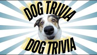 Test Your Dog Knowledge: Can You Get 100% on This Quiz?