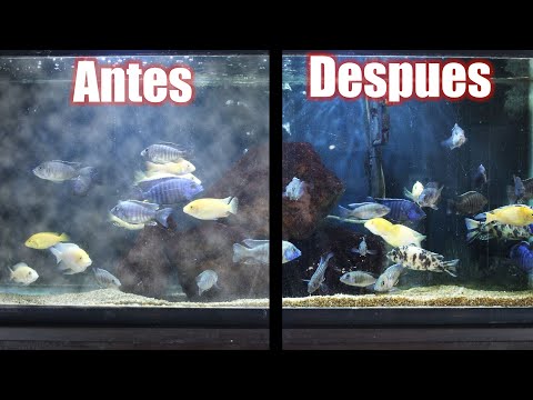 Video: Cómo Aclarar El Agua De Su Acuario