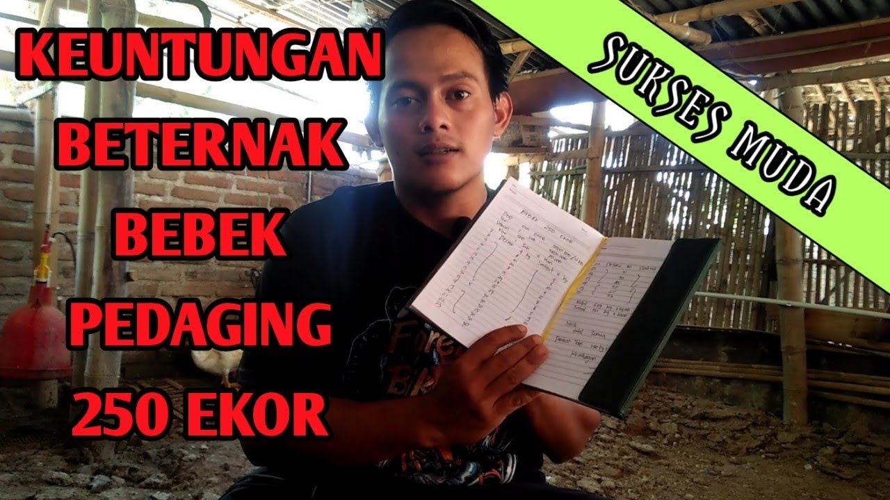 KEUNTUNGAN TERNAK BEBEK PEDAGING 250 EKOR - SUKSES