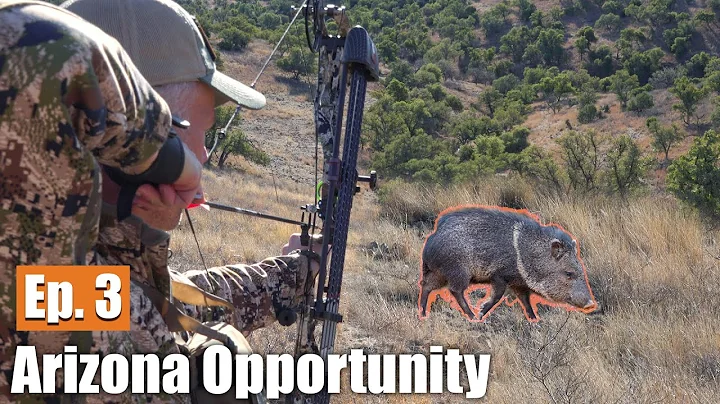 HUNTING JAVELINA WITH A BOW: Arizona Opportunity H...