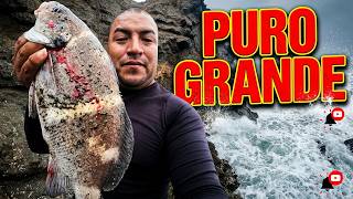 PESCA PELIGROSA BURROS GALLINAZAS EN PUERTO | Tablita Fishing