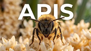 Get an unprecedented, extreme macro look at the intricate anatomy of the honeybee (Apis mellifera)