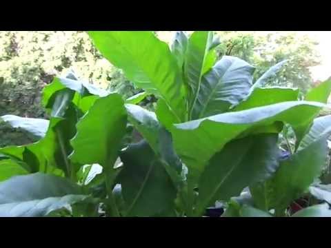 Выращивание табака вирджиния на балконе. 02.08.2015