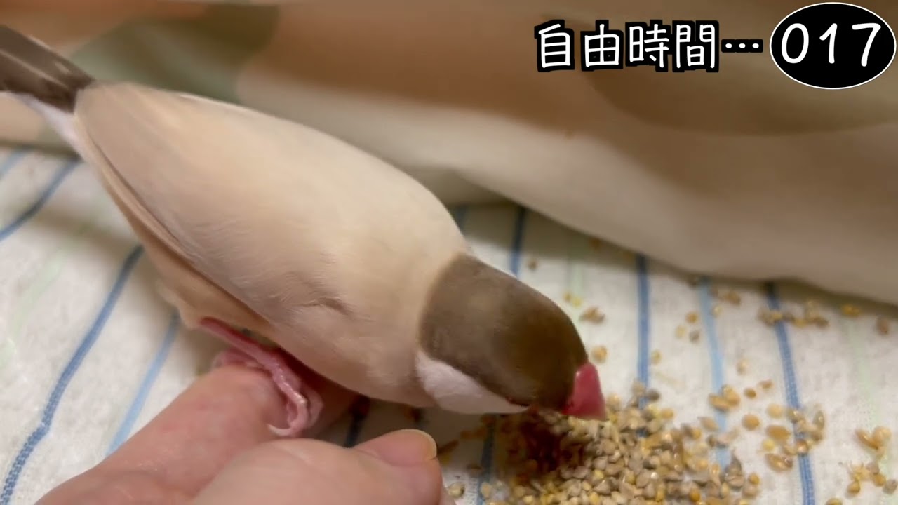 文鳥飼育日記シーズン2第775回目 - YouTube