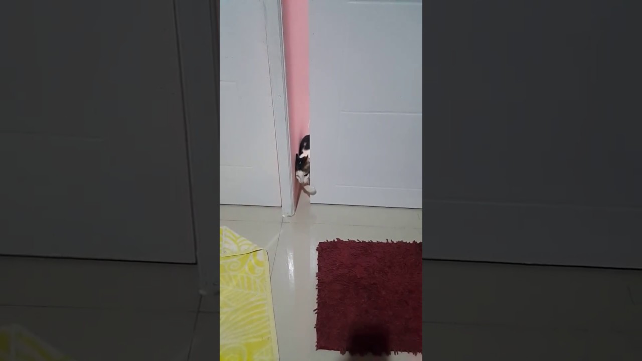 Tips Cara Buka Pintu  Geser  Khusus Kucing 3 YouTube 