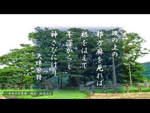 【今日の万葉集】8月16日　大伴家持が富山高岡に赴任していた時に詠んだ歌。この「つまま」という木は、和名は「タブノキ」でクスノキ科の常緑広葉樹だそうです。