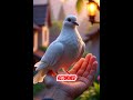 “A Poor Boy Saved an Injured Dove… What Happened Next Shocked Everyone#kidsstory#viralyoutubeshort#