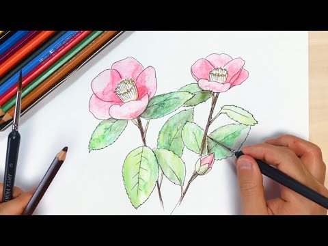椿 ペン画と色鉛筆の絵の描き方簡単イラスト Youtube