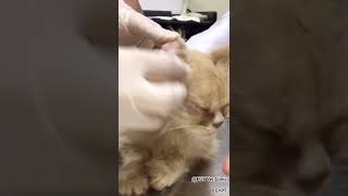 EGY Vet Animals Clinic - EGYPT cat kitten vet vetclinic pet animalclinic catlover veterinary