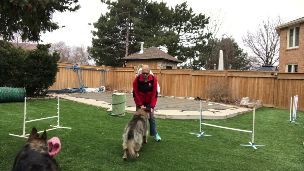 Backyard agility April 2019 - YouTube