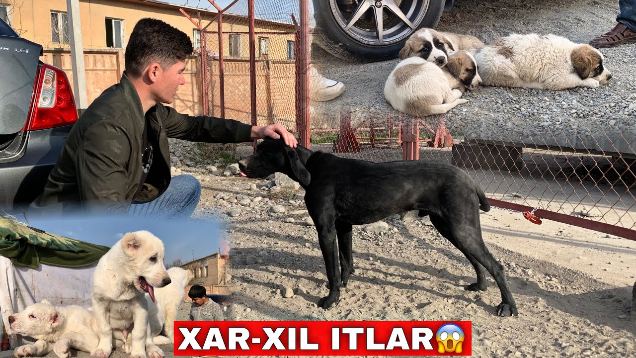 ФАРГОНА БЕШ БОЛА ИТ БОЗОРИ 2025 ЗУР ИТЛАР ЧИКТИМИ?