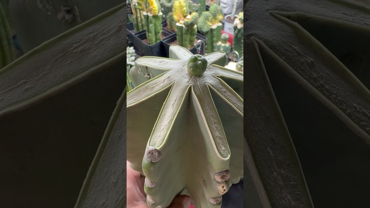 Coryphantha Elephantidens Inermis graft is healing up nicely 