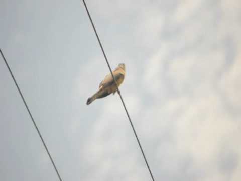 Common Hawk Cuckoo Brain Fever BirdPapiha Singing