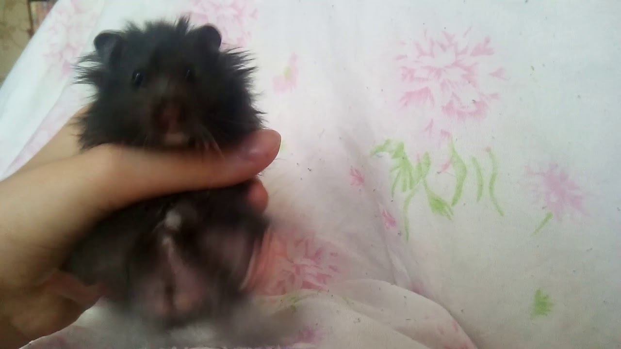 Мой хомяк Стёпа:) - YouTube