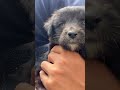Found this at my college #dogs #puppies
