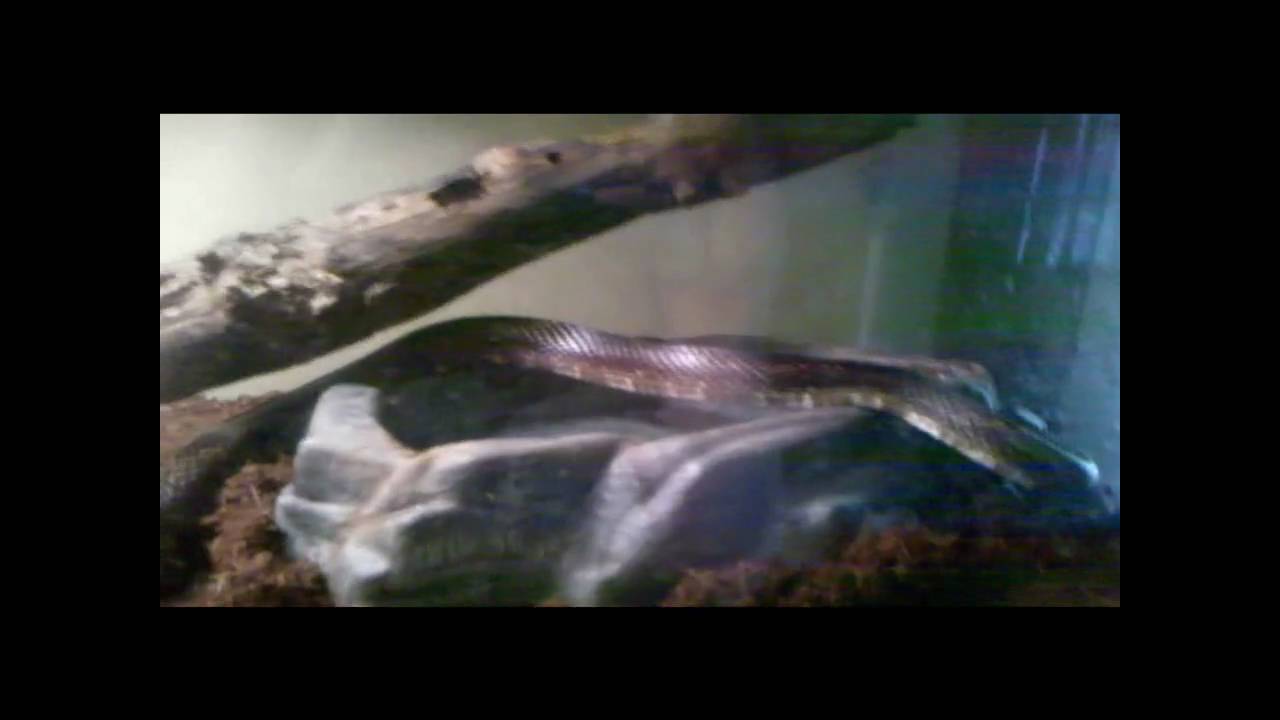 black mirror season 5 Black Rat Snake