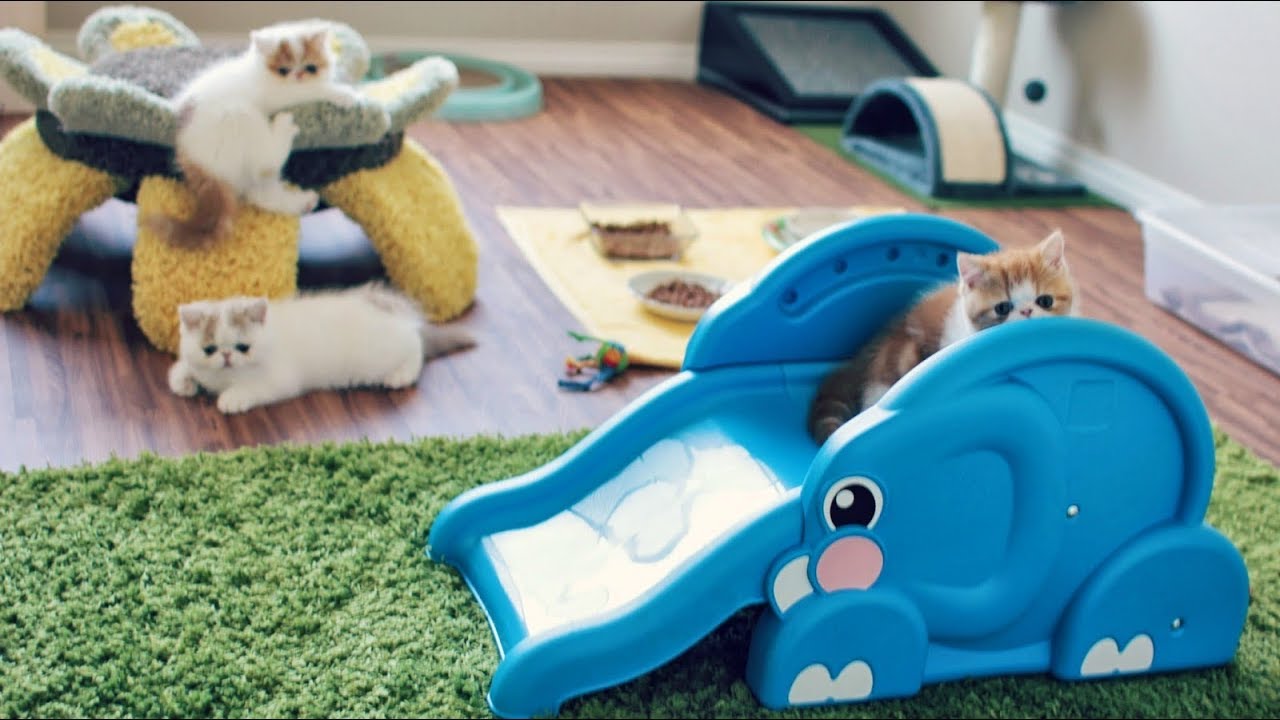 Kittens and Cats on Slides - COMPILATION