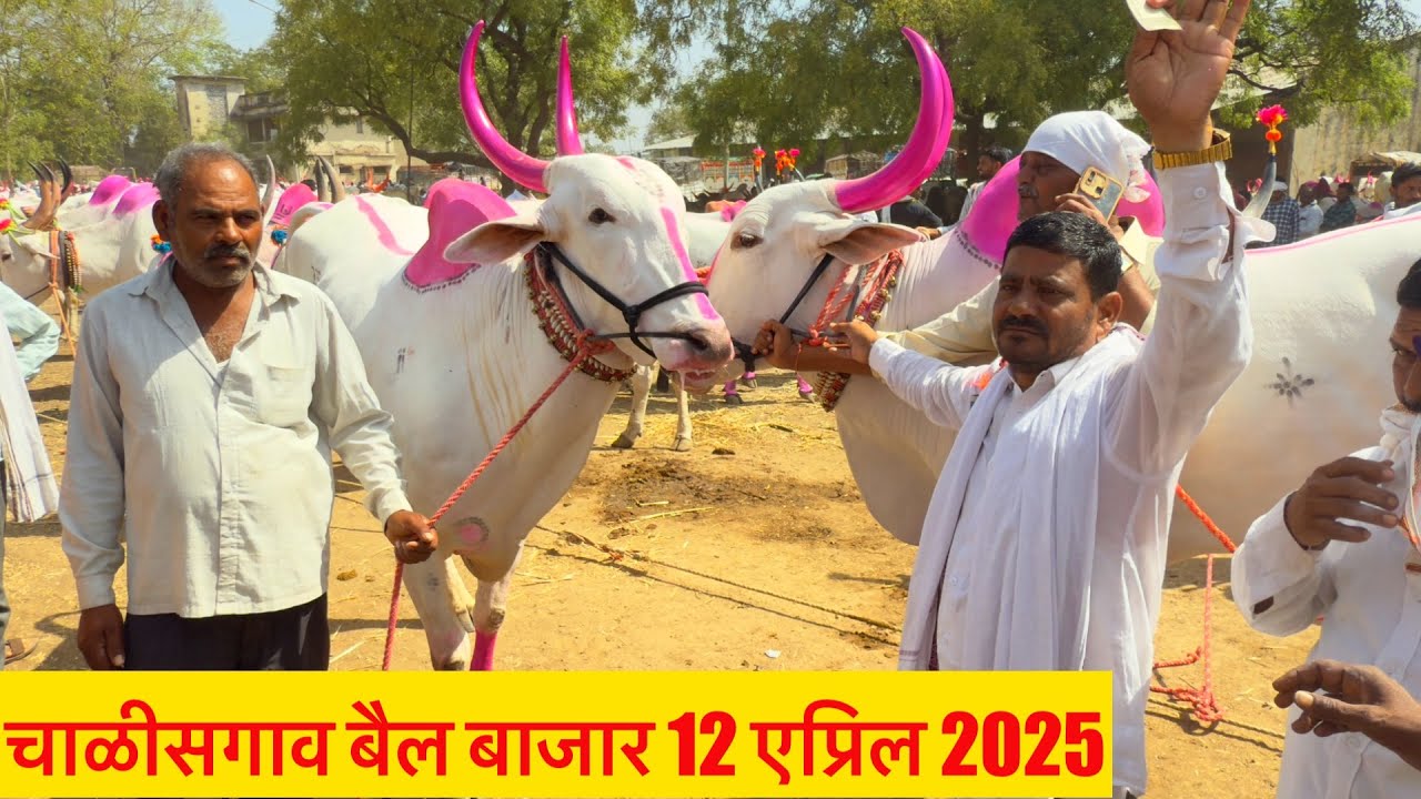 चाळीसगाव बैल बाजार live 🔴 12 एप्रिल 2025 || अन्वर शेठ याच्या दावणीतील लाईव्ह सौदेबाजी ✌️