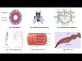 Lecture 2: Classification of Phylum Arthropoda B Sc (Ag) Entomology 🐞🕷️🦂