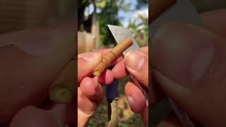 unique grafting techniques #asmr #airlayering #pottedplants #bonsai #bonsaitree #bonsailife
