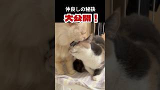 仲良しの秘訣！？大公開！ネコ#calico #cat #子ネコ #子猫 #三毛猫 #ねこ#チャトラ♯茶トラ猫