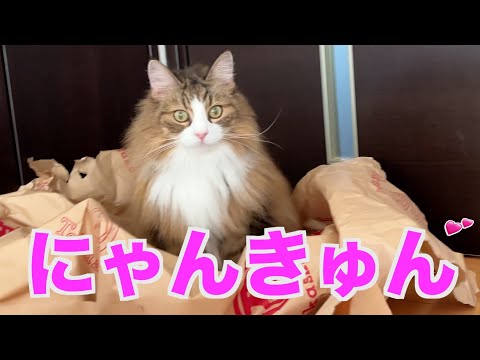 ズバリ!ノルウェージャンフォレストキャットは可愛い