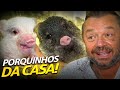 NOVOS INTEGRANTES! OS PORQUINHOS DA CASA DOS BICHOS! | A CASA DOS BICHOS