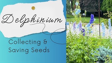 How to Collect and Save Delphinium Seeds in Your Garden