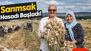 Taşköprü’de Sarımsak Hasadı Başladı Tarladan Özel Görüntüler ve Röportajlar 
