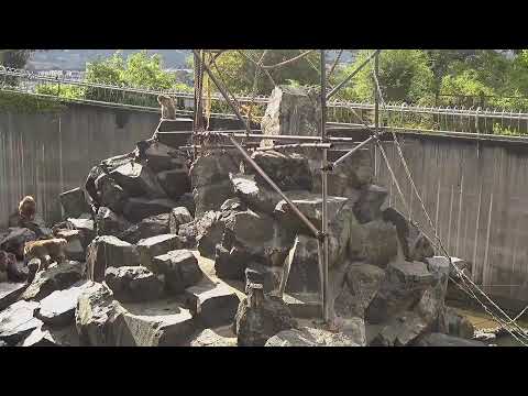 Iida City Zoo Japanese Monkeys live cam preview