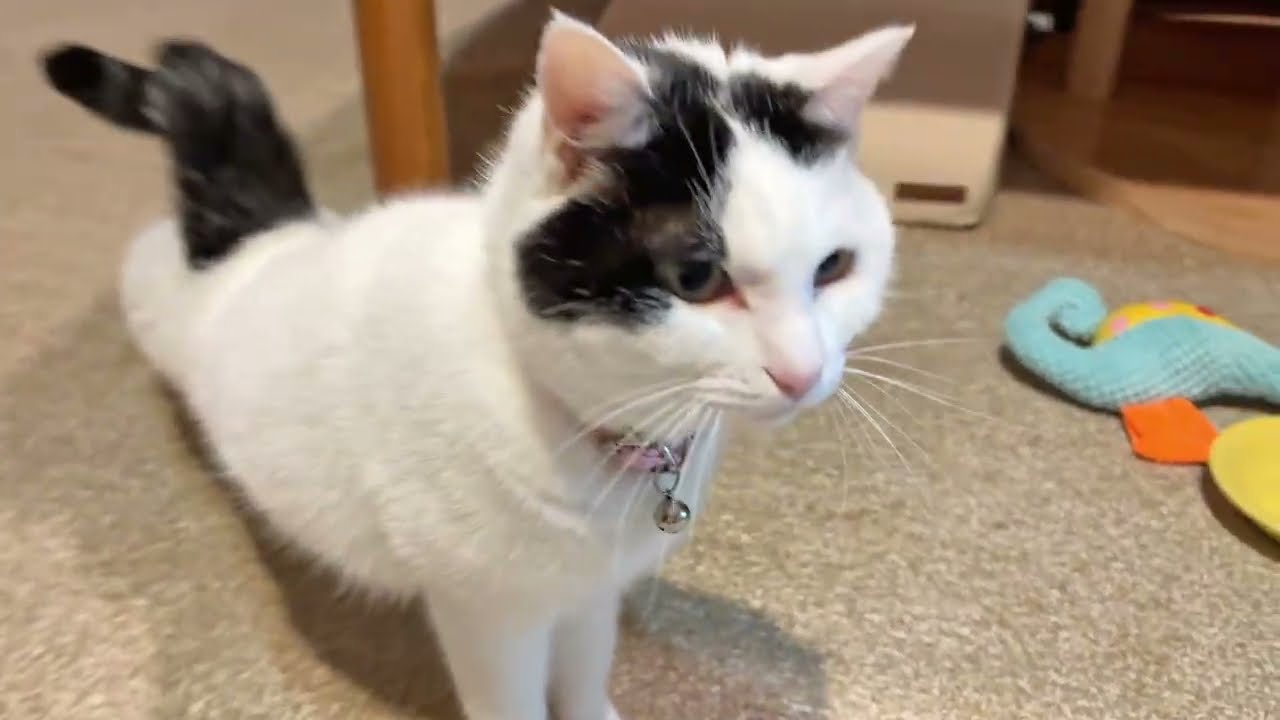 ウェットフードの夕ごはんを配膳します【26年2月23日その4】