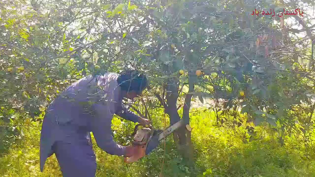Pruning of Citrus YouTube