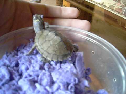 baby mississippi map turtle New Mississippi Map Turtle Hatchling Youtube baby mississippi map turtle