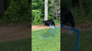 Kids' Toys Grab Bear Cubs' Attention