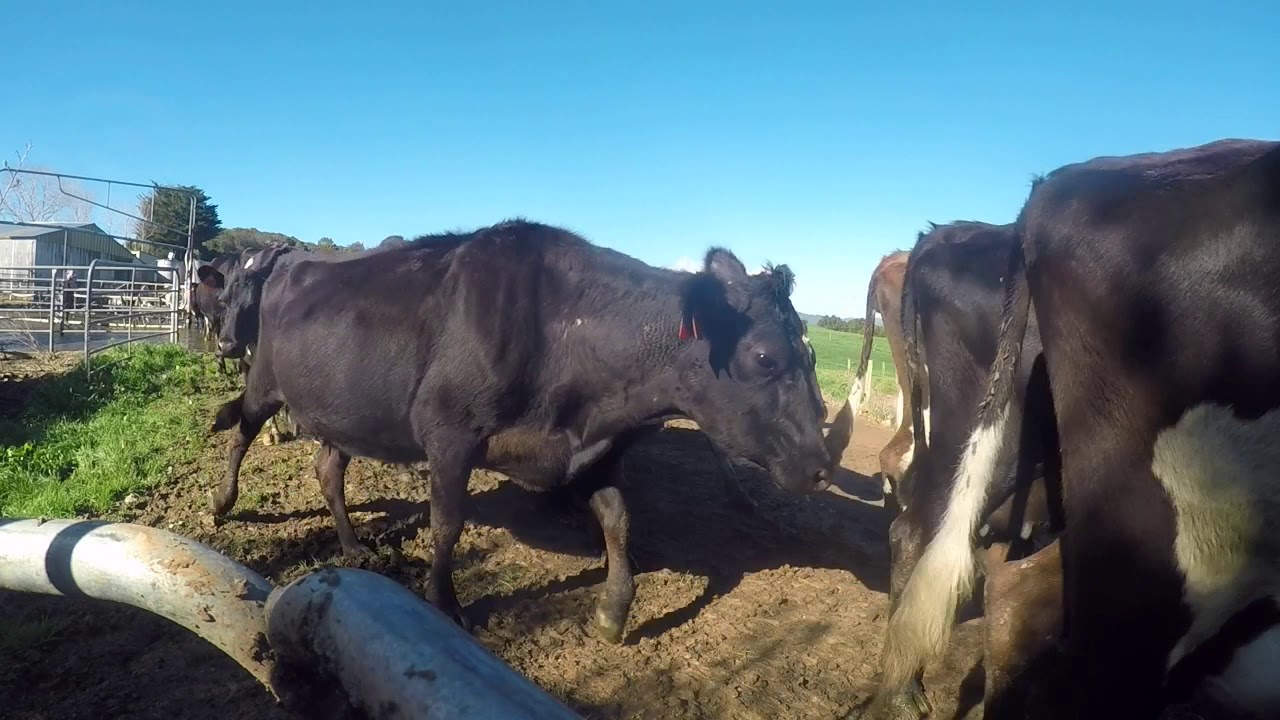 Monday’s Jobs On The Dairy Farm YouTube