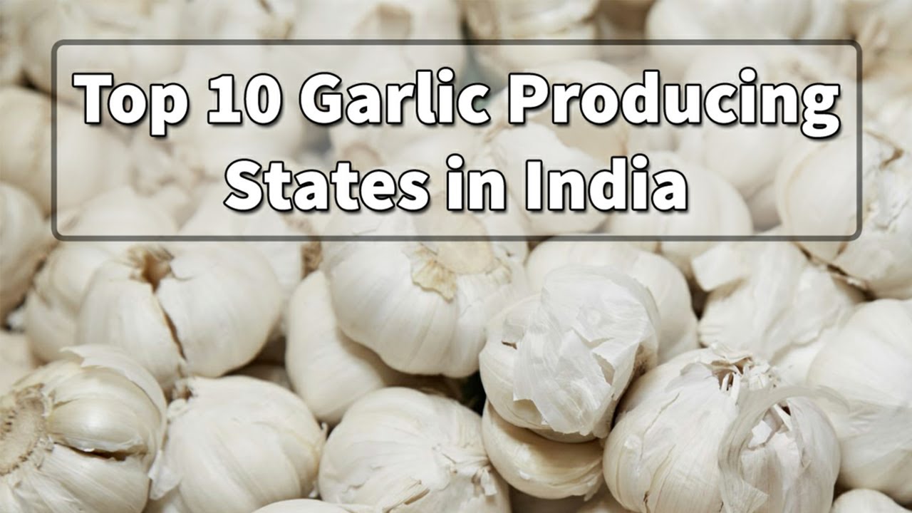 garlic producing states in india top 10 garlic producing states in