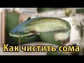 Как чистить сома