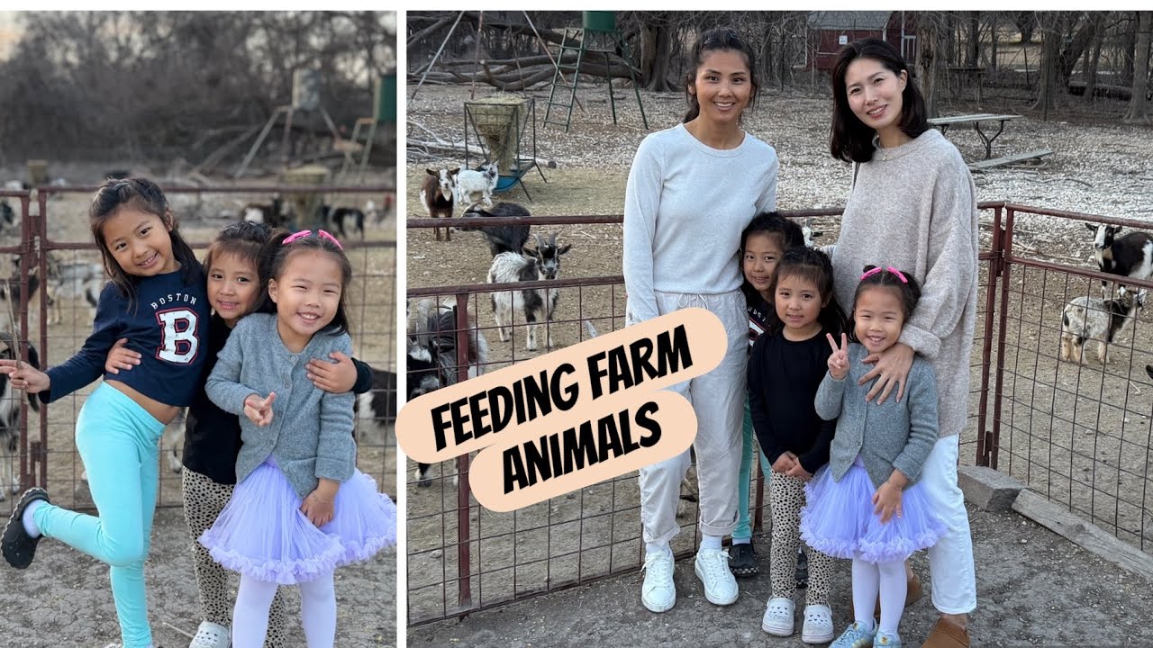 Feeding Our Furry Friends 🐓 🐑 🐐