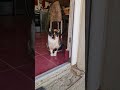 To Go Out or Not To Go Out #cat