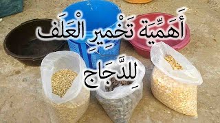 تربية الدجاج البياض -أهمية  تخمير الحبوب وتقديمها للدجاج (Brewing chicken feed)