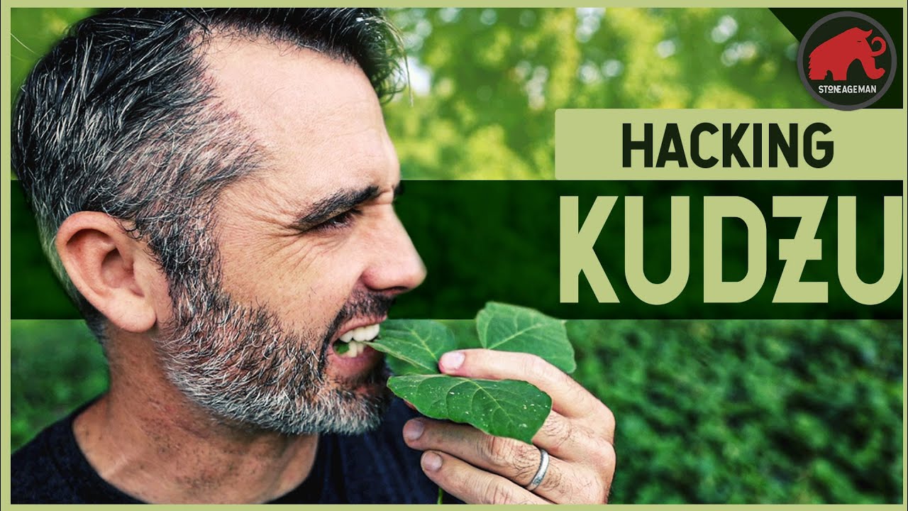 Для чего полезен и *НЕ* полезен Кудзу