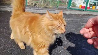 Reykjavik Is Full Of Friendly Cats. Reykjavík Er Fullt Of Vinalegum Kisum