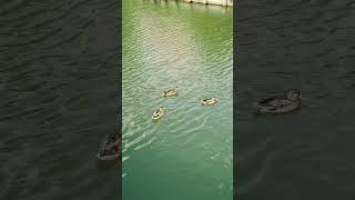 Уточки.. #Тула #река #Duck