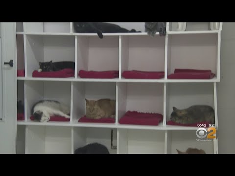 Lightning Strike Turns Animal Rescue Into Swelter Shelter