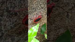 Sorry just a 'Red bug, Probergrothius sanguinolens' not 'Red cotton bug' although they look similar.