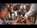 Donkey Hoof Repair with Nails 😲 | Real Factory Work | Factory Business Video 