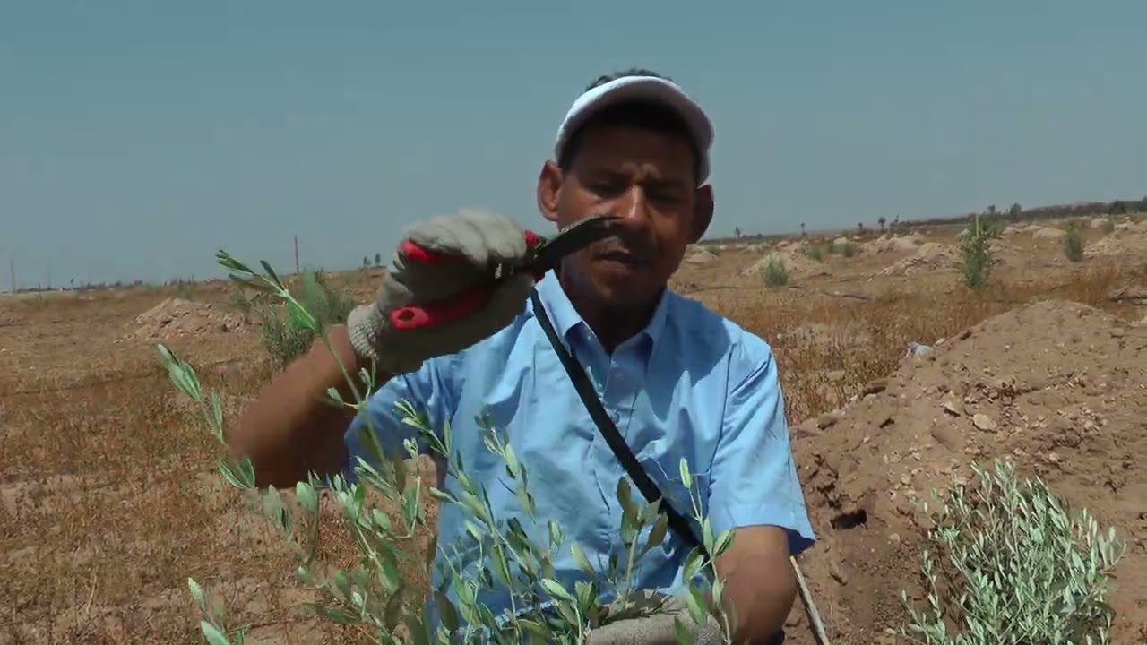 حذاري من أخطاء التقليم وكيف نتجاوز المشاكل وننمي الأشجار