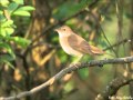 Fülemüle (Luscinia megarhynchos) 2003.06.04. - Kenézlő